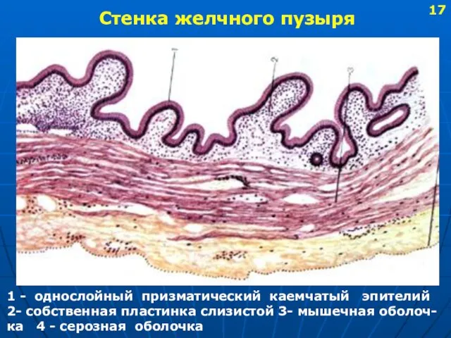 Стенка желчного пузыря 1 - однослойный призматический каемчатый эпителий 2-