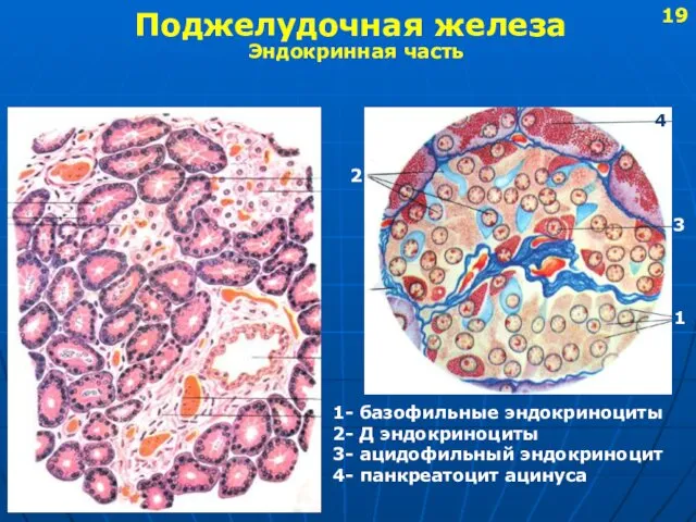 Поджелудочная железа Эндокринная часть 1 2 4 3 1- базофильные