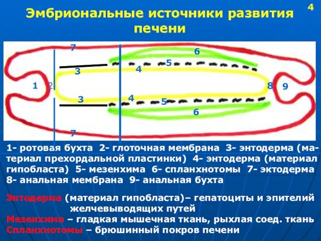 Эмбриональные источники развития печени 1 2 3 4 5 6