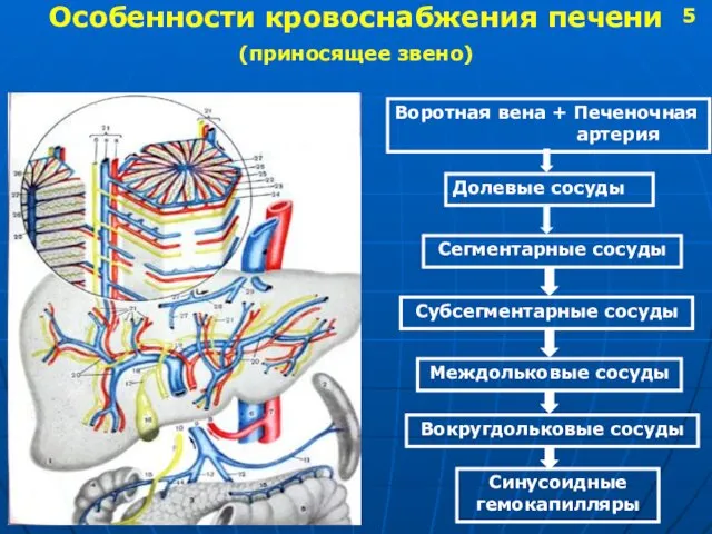 Особенности кровоснабжения печени (приносящее звено) Воротная вена + Печеночная артерия