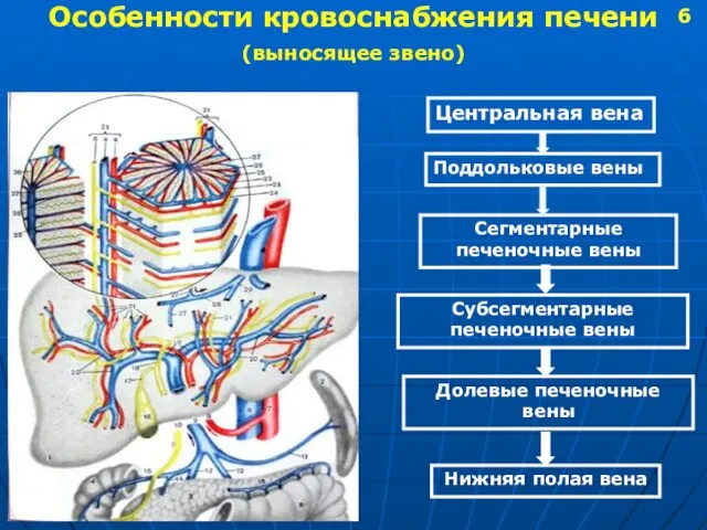 Особенности кровоснабжения печени (выносящее звено) Центральная вена Поддольковые вены Сегментарные