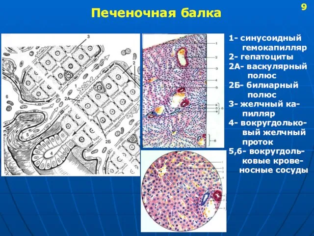 Печеночная балка 1- синусоидный гемокапилляр 2- гепатоциты 2А- васкулярный полюс