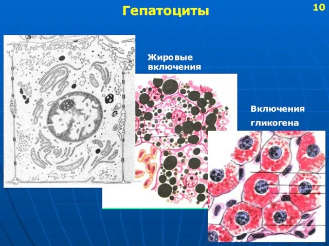 Гепатоциты Жировые включения Включения гликогена 10