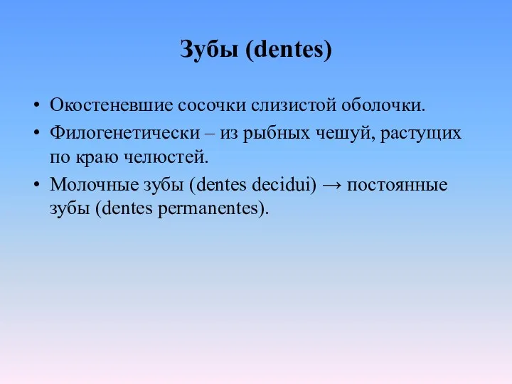 Зубы (dentes) Окостеневшие сосочки слизистой оболочки. Филогенетически – из рыбных