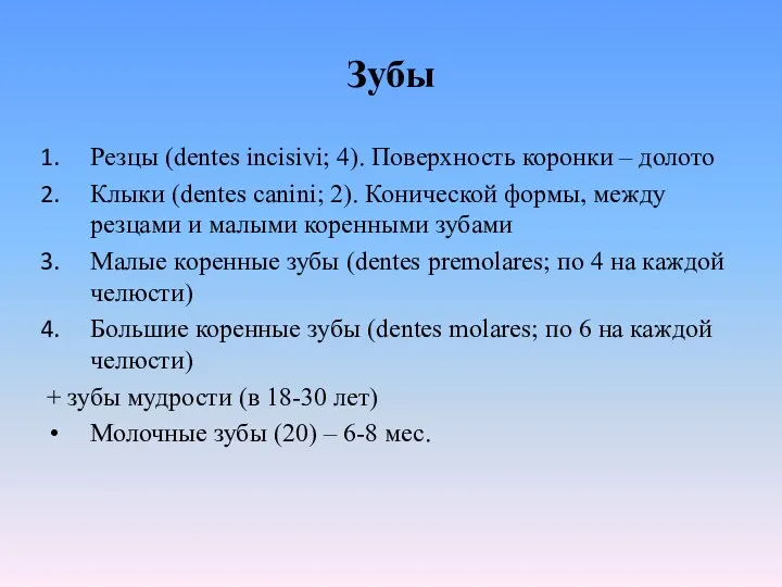 Зубы Резцы (dentes incisivi; 4). Поверхность коронки – долото Клыки