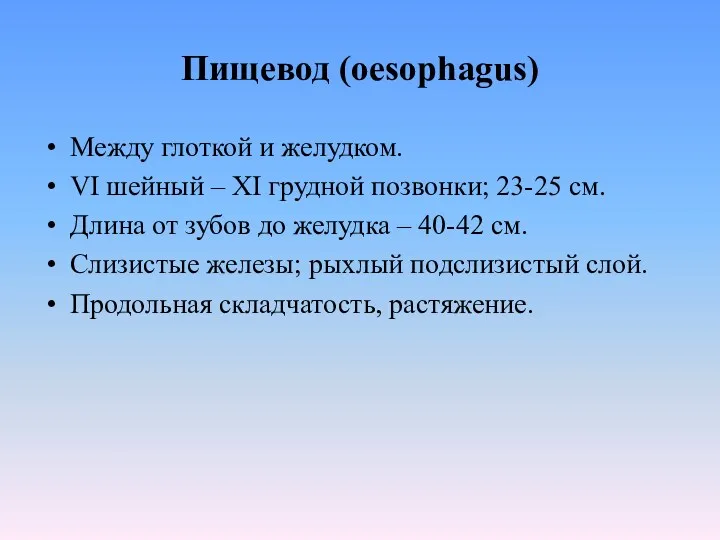 Пищевод (oesophagus) Между глоткой и желудком. VI шейный – XI