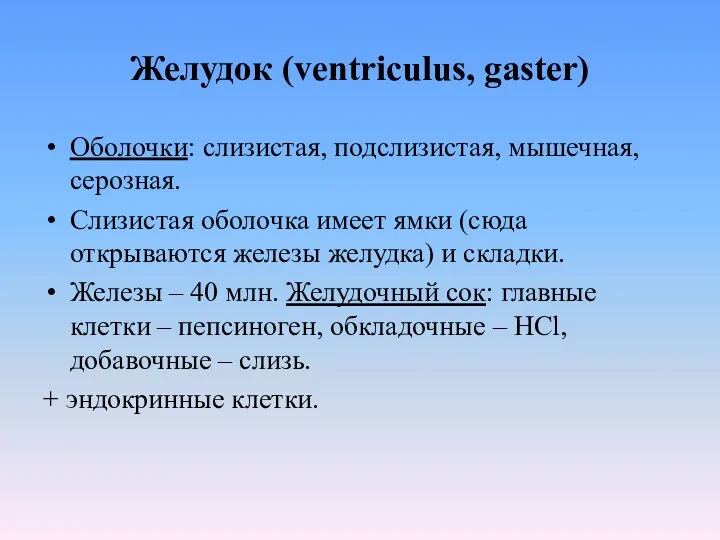 Желудок (ventriculus, gaster) Оболочки: слизистая, подслизистая, мышечная, серозная. Слизистая оболочка