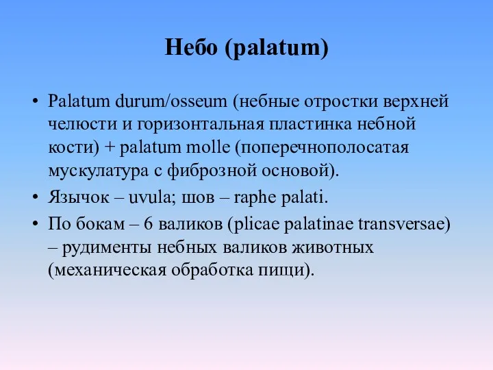 Небо (palatum) Palatum durum/osseum (небные отростки верхней челюсти и горизонтальная