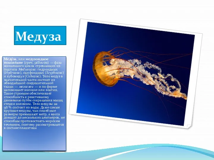 Медуза Меду́за, или медузоидное поколе́ние (греч. μέδουσα) — фаза жизненного цикла стрекающих из