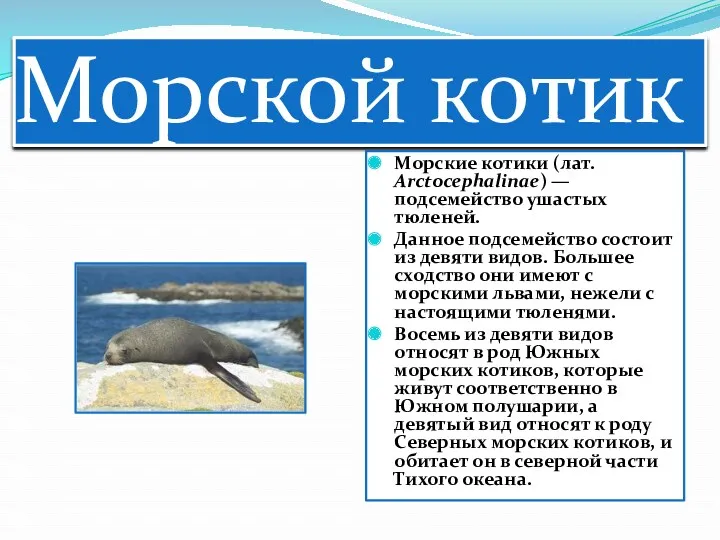 Морской котик Морские котики (лат. Arctocephalinae) — подсемейство ушастых тюленей. Данное подсемейство состоит