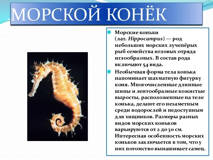 МОРСКОЙ КОНЁК Морские коньки (лат. Hippocampus) — род небольших морских лучепёрых рыб семейства