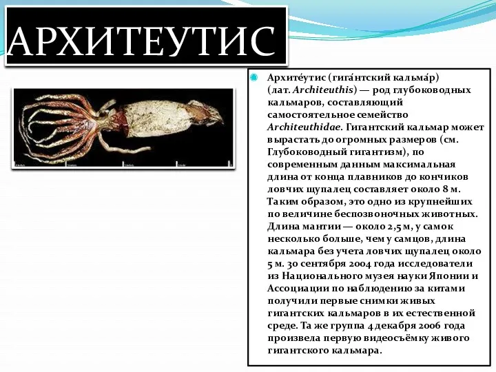 АРХИТЕУТИС Архите́утис (гига́нтский кальма́р) (лат. Architeuthis) — род глубоководных кальмаров, составляющий самостоятельное семейство