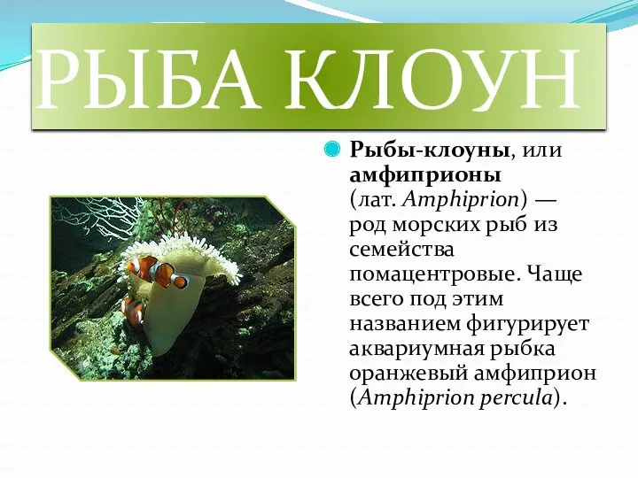 РЫБА КЛОУН Рыбы-клоуны, или амфиприоны (лат. Amphiprion) — род морских рыб из семейства