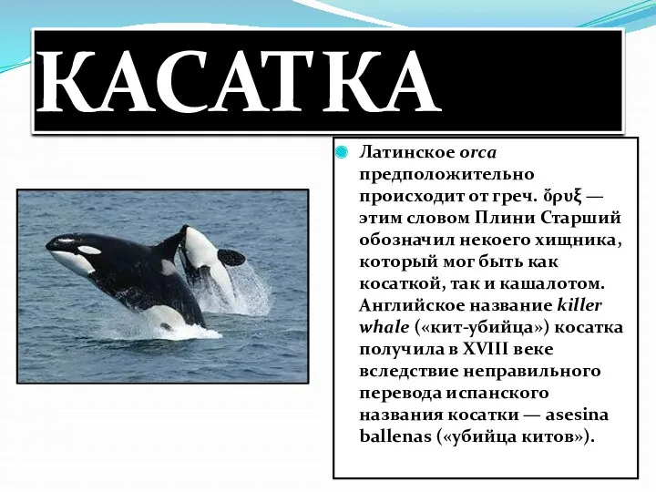 КАСАТКА Латинское orca предположительно происходит от греч. ὄρυξ — этим словом Плини Старший