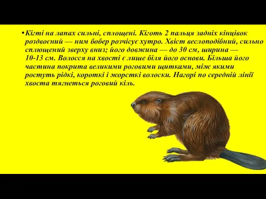 Кігті на лапах сильні, сплощені. Кіготь 2 пальця задніх кінцівок