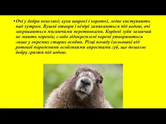 Очі у бобра невеликі; вуха широкі і короткі, ледве виступають