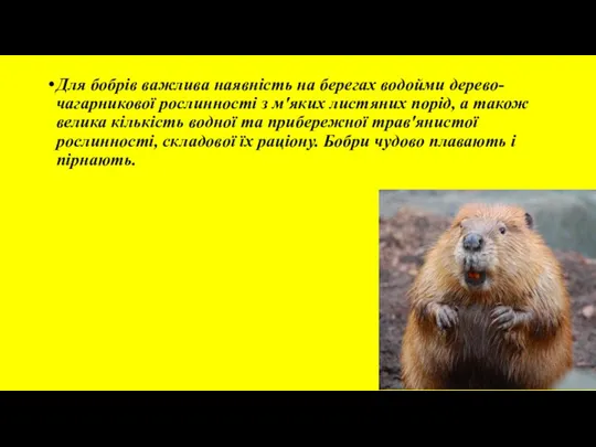 Для бобрів важлива наявність на берегах водойми дерево-чагарникової рослинності з