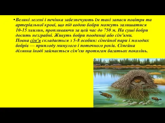 Великі легені і печінка забезпечують їм такі запаси повітря та