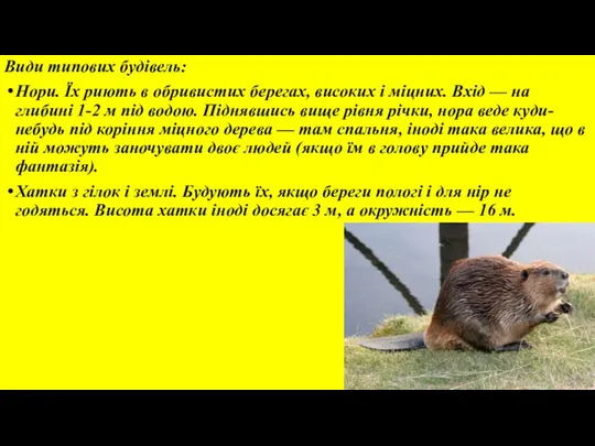 Види типових будівель: Нори. Їх риють в обривистих берегах, високих