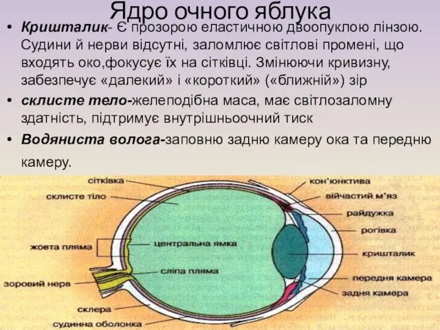 Ядро очного яблука Кришталик- Є прозорою еластичною двоопуклою лінзою.Судини й нерви відсутні, заломлює