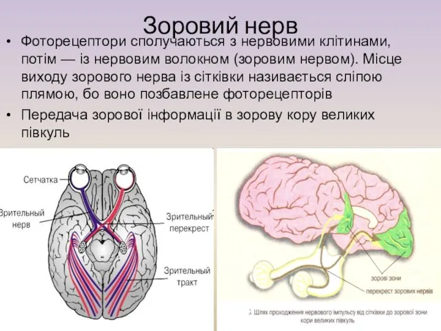 Зоровий нерв Фоторецептори сполучаються з нервовими клітинами, потім — із нервовим волокном (зоровим