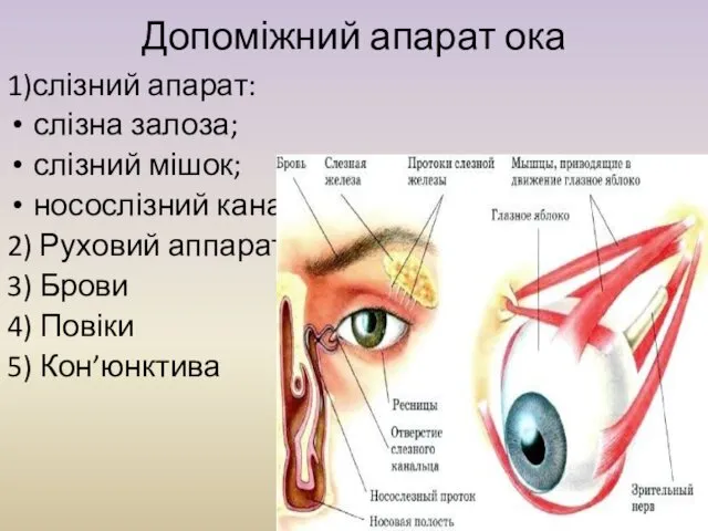 Допоміжний апарат ока 1)слізний апарат: слізна залоза; слізний мішок; носослізний канал 2) Руховий