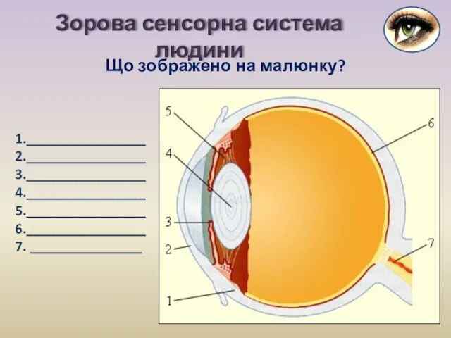 Зорова сенсорна система людини 1.________________ 2.________________ 3.________________ 4.________________ 5.________________ 6.________________ 7. _______________ Що зображено на малюнку?