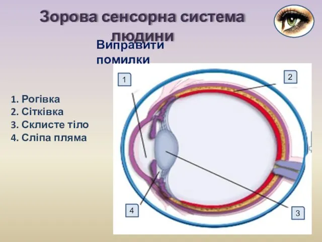 Зорова сенсорна система людини 1 2 4 3 1. Рогівка 2. Сітківка 3.