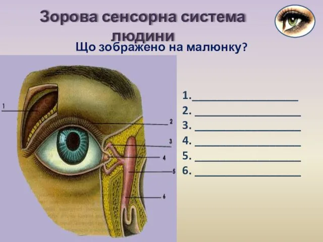 Що зображено на малюнку? Зорова сенсорна система людини 1._________________ 2. _________________ 3. _________________