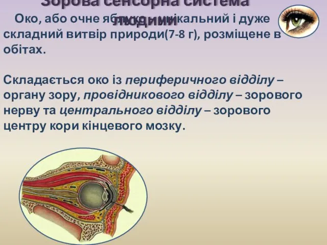 Око, або очне яблуко – унікальний і дуже складний витвір природи(7-8 г), розміщене