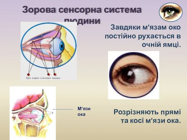 Завдяки м’язам око постійно рухається в очній ямці. Зорова сенсорна система людини М’язи