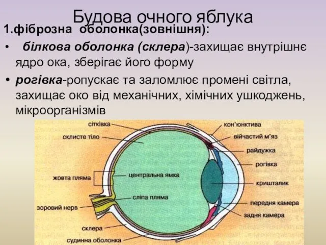 Будова очного яблука 1.фіброзна оболонка(зовнішня): білкова оболонка (склера)-захищає внутрішнє ядро ока, зберігає його