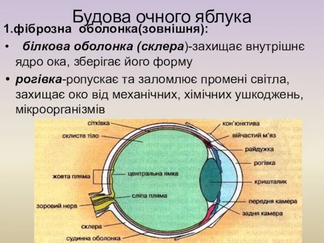 Будова очного яблука 1.фіброзна оболонка(зовнішня): білкова оболонка (склера)-захищає внутрішнє ядро