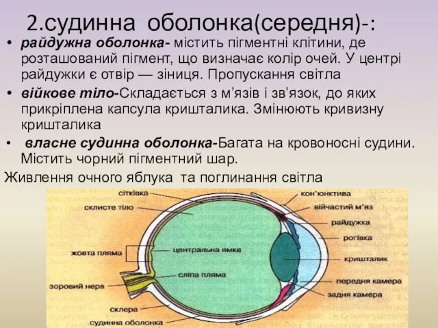 2.судинна оболонка(середня)-: райдужна оболонка- містить пігментні клітини, де розташований пігмент, що визначає колір