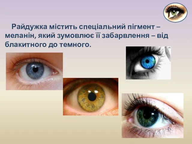 Райдужка містить спеціальний пігмент – меланін, який зумовлює її забарвлення – від блакитного до темного.