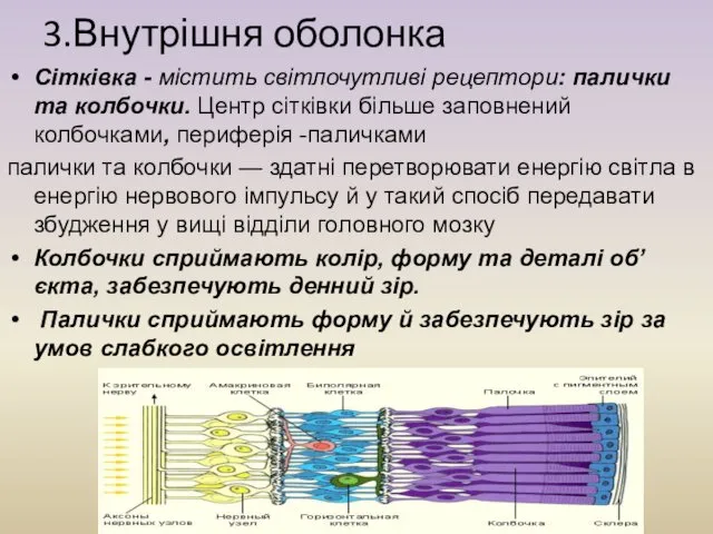 3.Внутрішня оболонка Сітківка - містить світлочутливі рецептори: палички та колбочки. Центр сітківки більше