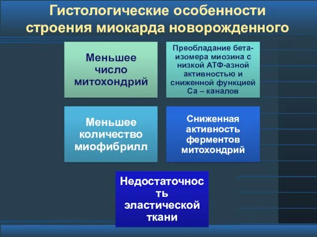 Гистологические особенности строения миокарда новорожденного