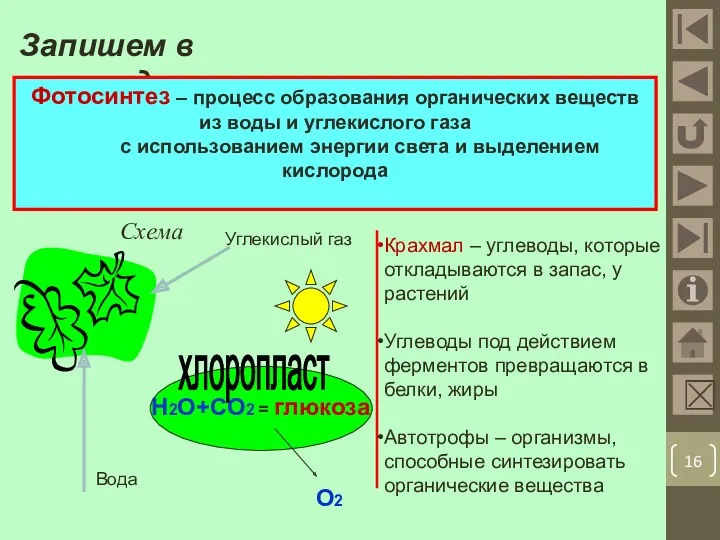 Запишем в тетрадь Фотосинтез – процесс образования органических веществ из
