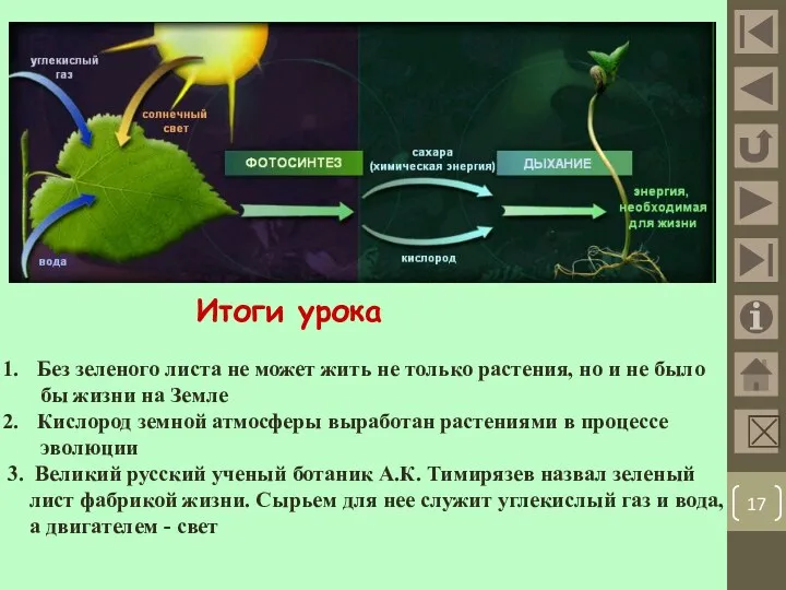 Итоги урока Без зеленого листа не может жить не только