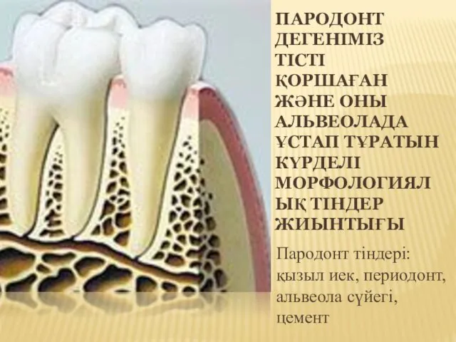 ПАРОДОНТ ДЕГЕНІМІЗ ТІСТІ ҚОРШАҒАН ЖӘНЕ ОНЫ АЛЬВЕОЛАДА ҰСТАП ТҰРАТЫН КҮРДЕЛІ