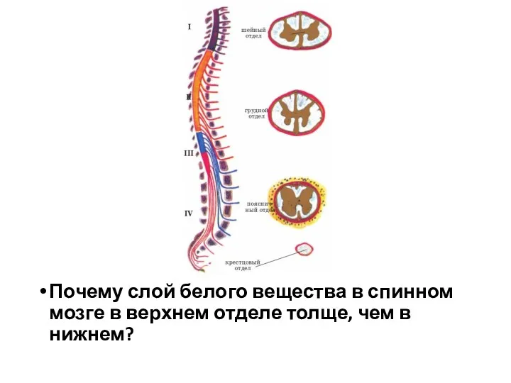 Почему слой белого вещества в спинном мозге в верхнем отделе толще, чем в нижнем?