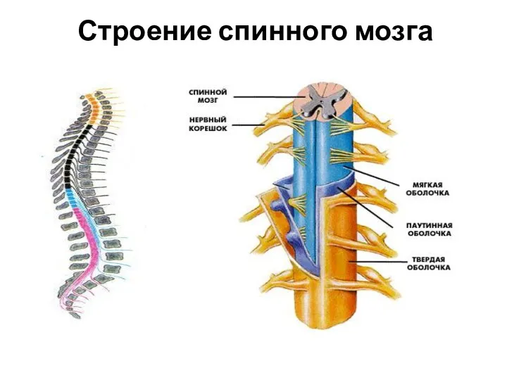 Строение спинного мозга