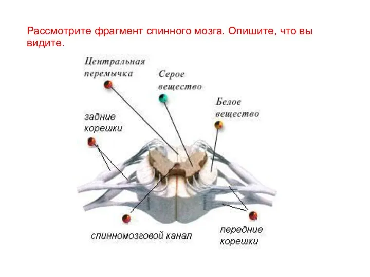 Рассмотрите фрагмент спинного мозга. Опишите, что вы видите.