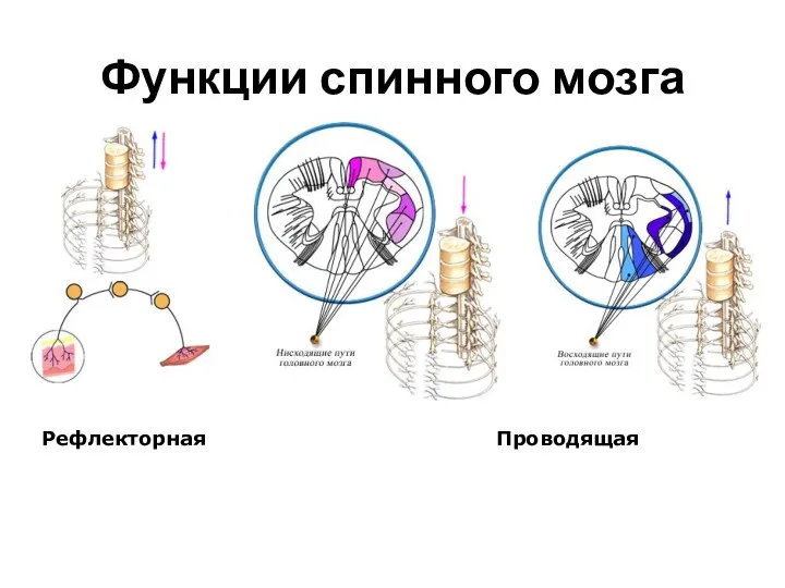 Функции спинного мозга Рефлекторная Проводящая