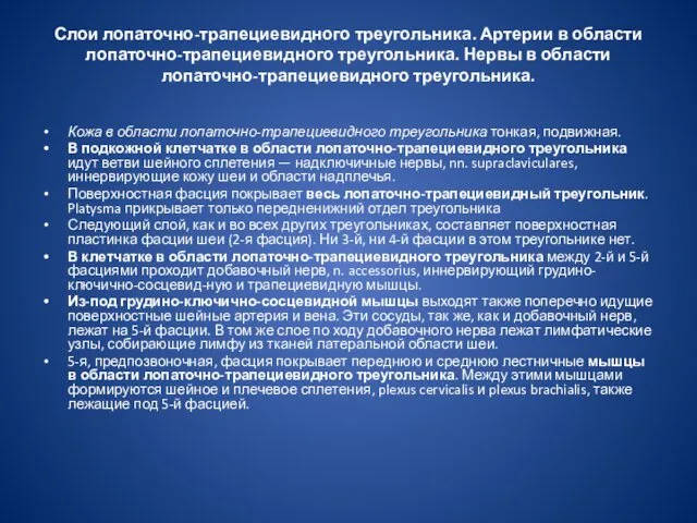 Слои лопаточно-трапециевидного треугольника. Артерии в области лопаточно-трапециевидного треугольника. Нервы в