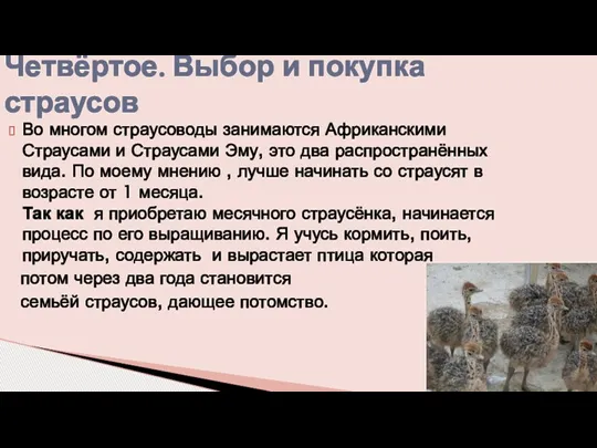 Во многом страусоводы занимаются Африканскими Страусами и Страусами Эму, это