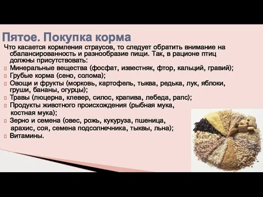 Что касается кормления страусов, то следует обратить внимание на сбалансированность