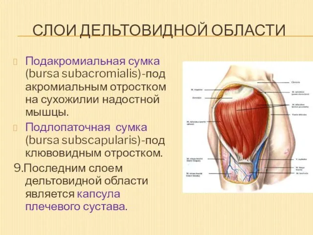 СЛОИ ДЕЛЬТОВИДНОЙ ОБЛАСТИ Подакромиальная сумка(bursa subacromialis)-под акромиальным отростком на сухожилии