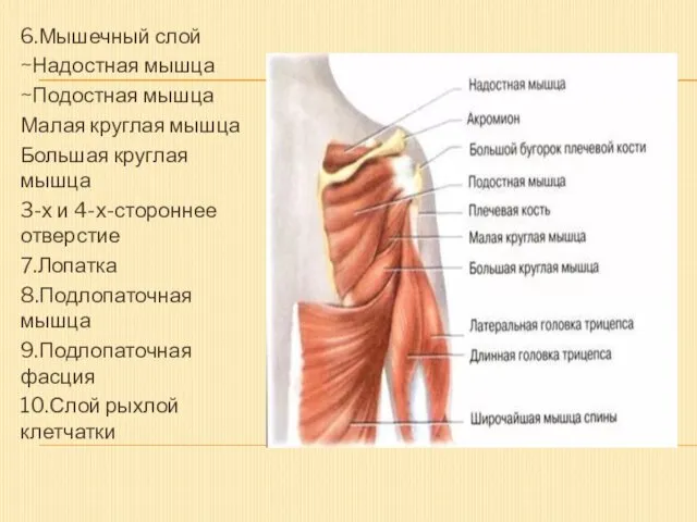 6.Мышечный слой ~Надостная мышца ~Подостная мышца Малая круглая мышца Большая