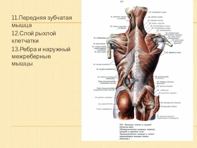 11.Передняя зубчатая мышца 12.Слой рыхлой клетчатки 13.Ребра и наружный межреберные мышцы